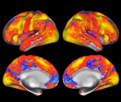 A map of overall task-fMRI brain coverage from the seven tasks used in the Human Connectome Project