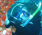 Under water a diver examines plants and rocks