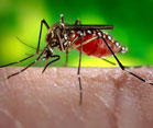 Close up of a mosquito on a person's skin