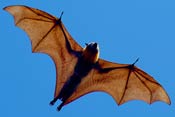 A bat, wings outstretched, flies in the sky, seen from below