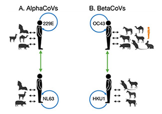 Illustration showing recombination between human CoVs, both within and between sHCoV species