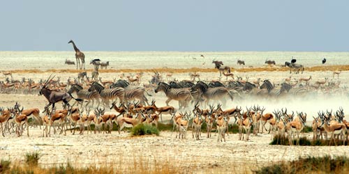 Herds of antelope, zebras and other animals move across a dry African plain, dust rising