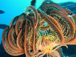 elaborate crinoid sea creature shown under water, about 10 short plain legs below and about 20 larger orange, brown and yellow fringed legs on top