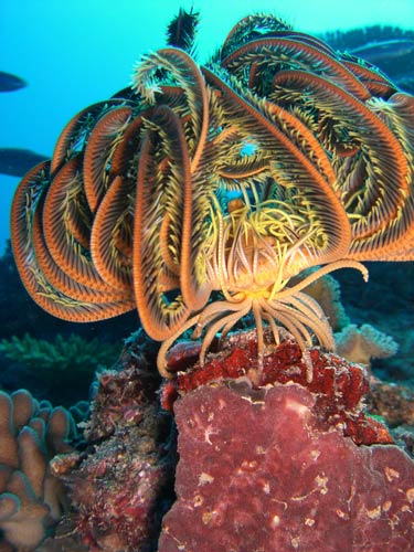 elaborate crinoid sea creature shown under water, about 10 short plain legs below and about 20 larger top fringed ones
