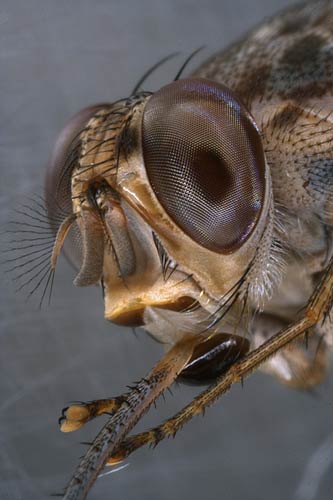 very close up of fly’s head, brown, spiky, screen-like eyes
