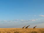 Seen from afar, a group of three giraffes, followed by a single giraffe, walk across a tan grassy plain, bright blue sky