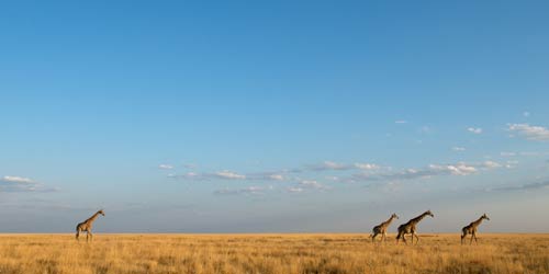 Seen from afar, a group of three giraffes, followed by a single giraffe, walk across a tan grassy plain, bright blue sky