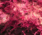 Underwater close up of bright pink algae known as callophycus serratus