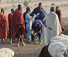 Many people in a field among a herd of goats, one person restrains and examines a goat.