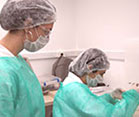 Two researchers in lab wearing protective gear, one seated uses tweezers to examine specimen