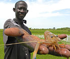 Person holds large river prawn up to camera for close up, lush green river bank in the background.