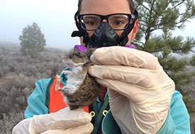 Researcher wearing protective face mask and gloves holds small brown rodent up to the camera.