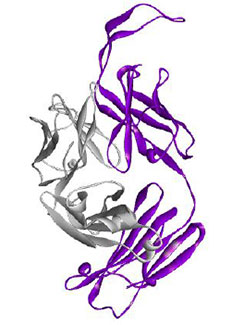 CAP256-VRC26.25 antibody shown as white and purple ribbons