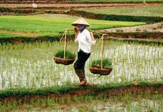A farmer wearing a conical hate walks along a narrow ridge between flooded rice paddies, carrying two baskets of bright green seedlings suspended from a shoulder pole.