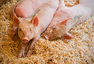 Three pigs laying in hay