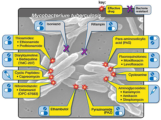 Thioamides, Diarylquinoline, Cyclic Peptides, Nitroimidazole, Ethambutol, Pyrazinamide, Aminoglycosides, Cycloserine, Fluoroquinolones, and Para-aminosolicylic acid are second-line treatments. Isoniazid and Rifampin are bacteria resistant