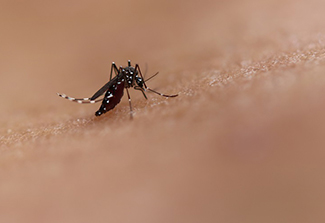 This photo is a close-up of an Aedes mosquito on human skin.