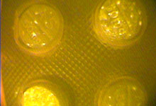 Close up of four pills in pack scanned using FDA tool, yellow glow, fake pills show white spots indicating irregularities