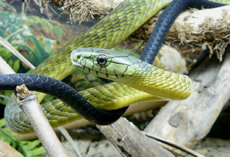 The photo shows a black tailed mamba, which is considered one of the most dangerous venomous snakes.  This mamba from central Africa has a green head and black tail. The mamba habitat is woodlands, savannahs and rocky hills in Africa. 