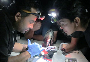 Group of researchers in dark lab wearing headlamps closely examine samples