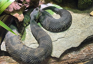 The photograph shows a large blue, green and black patterned pit viper known as a cotton mouth in the Amazon