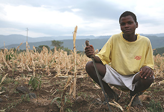 A dried out field of maize near Arba Minch, Ethiopia. Photo credit: USAID