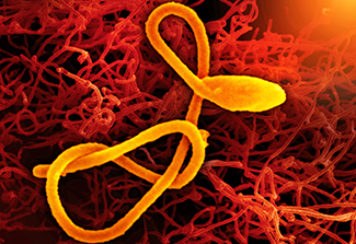 The image is an artist’s rendering based on electron micrography of an ebola virus particle. One filament stands out against a cluster of an entangled bunch. Individually they look like twisted pieces of string colored orange and red.