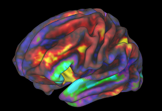 A functional MRI (fMRI) image of preteen brain with areas of the brain appearing in blue red, purple, green and yellow.  The regions in yellow and red are the most active.
