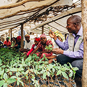 A group of women observe as a man holds up a leaf  from crops growing under a makeshift greenhouse