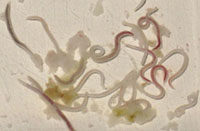 Close-up of many white and brown worms in clear liquid