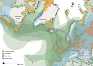 A map showing host migratory distribution and influenza A virus circulation in the North Atlantic. Host migratory ranges for populations of shorebirds (yellow), gulls (green), ducks (blue), and geese (red) were compiled from individual species-specific shape files acquired from IUCN Red List (IUCN, 2021).