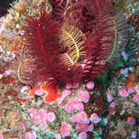 Underwater image of red seaweed on colorful sea floor