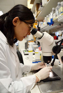 Japanese fellow Dr. Tomoko Yamazaki wearing white lab coat looks into microscope in NIH lab