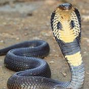 The photo shows a king cobra snake, the largest of venomous snakes, lifting the upper portion of its body off the ground in its characteristic pose before striking. These snakes are predominantly found in forests from India through Southeast Asia