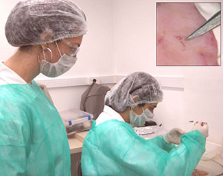 Two researchers in lab wearing protective gear, one seated uses tweezers to examine specimen, inset close-up of worms on tissue
