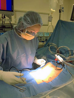 Dr. Lily Gutnik in operating room, operates on patient who is under cover on the operating table