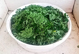 Bowl of fresh, bright green harvested moringa.