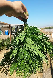 Hand holds an inverted bunch of moringa.