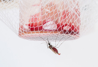 A mosquito takes a blood meal in a membrane feeding experiment, which measures transmissibility of malaria from infected human blood to insectary mosquitoes.