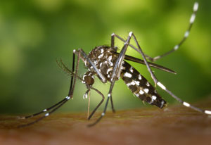 close up of brown and white mosquito on human skin
