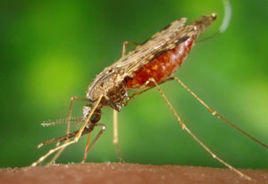 Close up of mosquito biting a human, green background