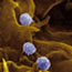 View of chlamydia under microscope