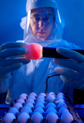 Researcher in protective hood with latex gloves on holds egg, shines light on it in dark lab, tray full of eggs on counter