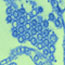 View of flu under microscope