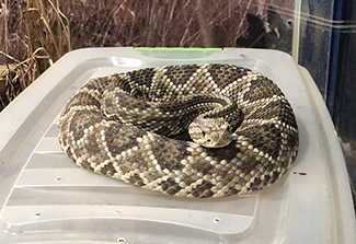 The photograph shows a large brown and beige patterned pit viper in the Amazon