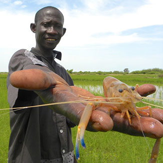 Person holds large river prawn up to camera for close up, lush green river bank in the background.