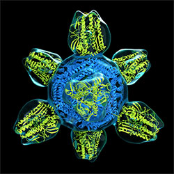 Colorized structure of a prototype for a universal flu vaccine. Nanoparticle is a hybrid of a protein scaffold (blue) and influenza hemagglutinin proteins on the surface (yellow).