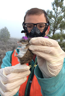 Researcher wearing protective face mask and gloves holds small brown rodent up to the camera