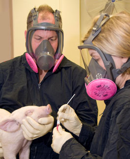 Two researchers in protective gear, including full face shields with respirators, hold and swab small pig