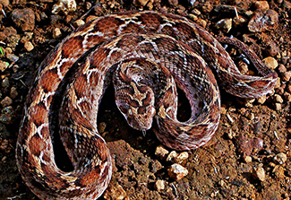A photo of saw-scaled viper (Echis carinatus) a snake with a pear-shaped head that is distinct from the neck. The snout is short and rounded, the eyes are relatively large, the body is moderately slender and cylindrical. The scales on the lower flanks stick out at a distinct 45-degree angle and have a central ridge that is serrated. Hence the common name 'saw-scaled.'